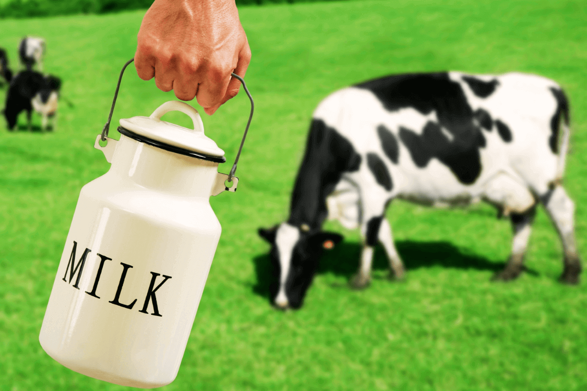 Коровье молоко более полезное и питательное, чем вегетарианские альтернативы